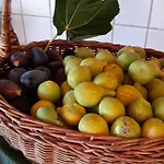 B&B Nonna Iolanda 카미글리아텔로 실라노