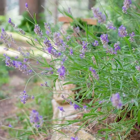 Frühstückspension Nonna Iolanda