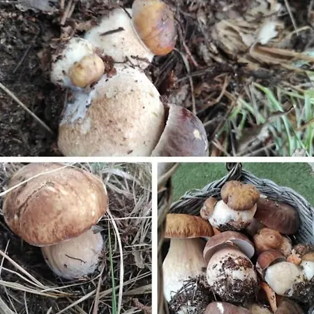 Frühstückspension Nonna Iolanda Camigliatello Silano