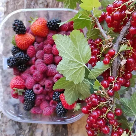 Bed & Breakfast Nonna Iolanda Camigliatello Silano