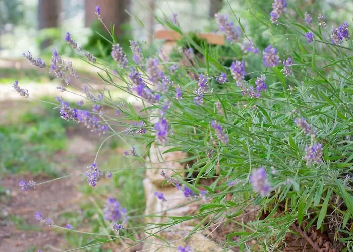 住宿加早餐酒店 Nonna Iolanda