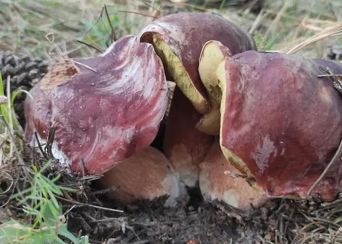 住宿加早餐酒店 Nonna Iolanda