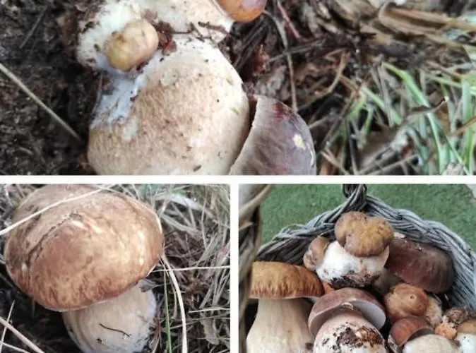 Bed & Breakfast Nonna Iolanda Camigliatello Silano