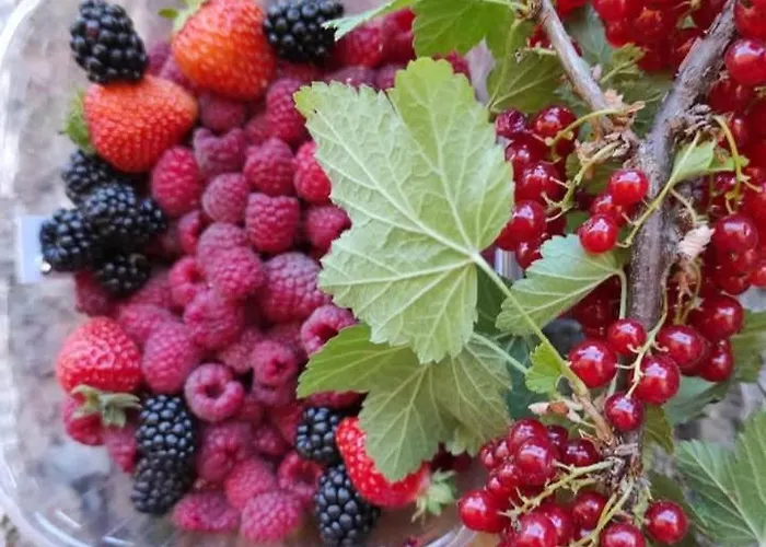 Bed & Breakfast Nonna Iolanda Camigliatello Silano