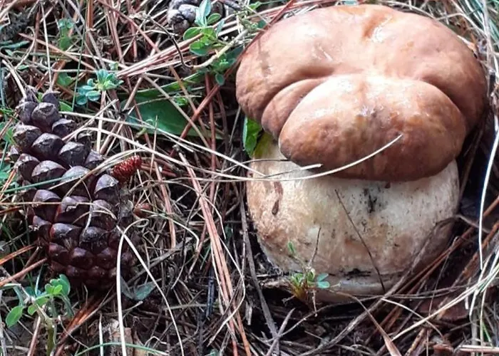 Nonna Iolanda Bed & Breakfast 3*